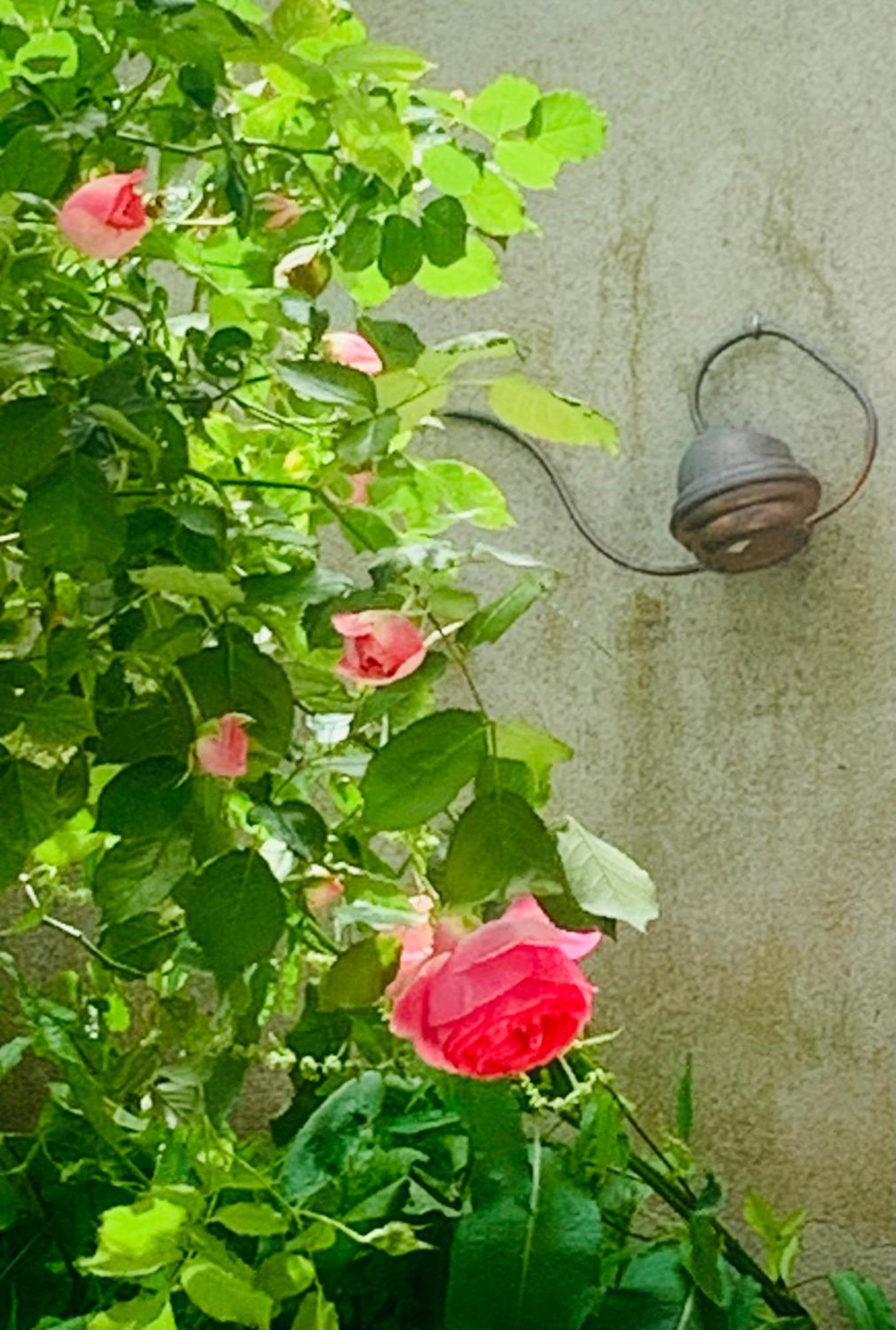 Ibis Rouge * Villars-les-Dombes